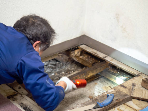 Best Home Mold Removal  in Brookfield Center, OH