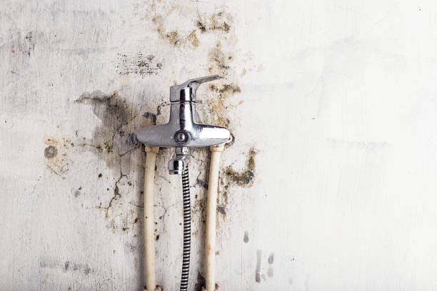 Best Black Mold Removal  in Brookfield Center, OH