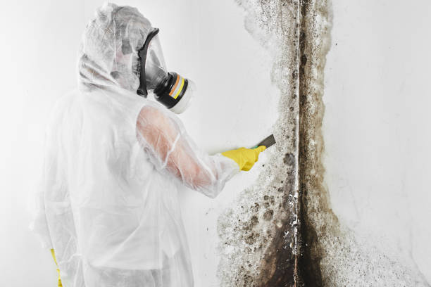 Best Crawl Space Mold Removal  in Brookfield Center, OH