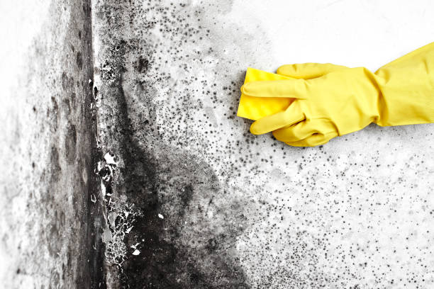 Best Toxic Mold Removal  in Brookfield Center, OH