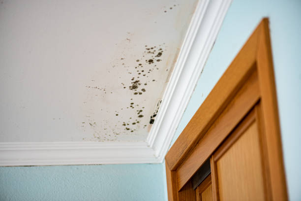 Best Mold Cleaning Services  in Brookfield Center, OH