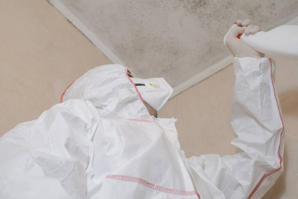 Best Local Mold Removal Service  in Brookfield Center, OH