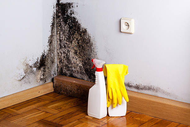 Best Professional Mold Removal  in Brookfield Center, OH