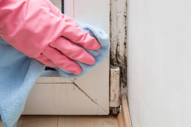 Best Black Mold Removal  in Brookfield Center, OH