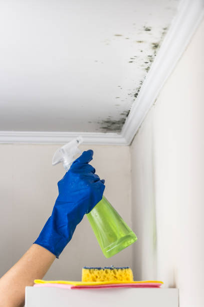 Best Mold Damage Repair  in Brookfield Center, OH